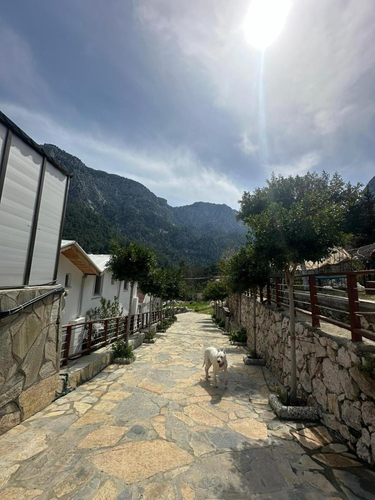 Gokdere Evleri Tatil Evi *